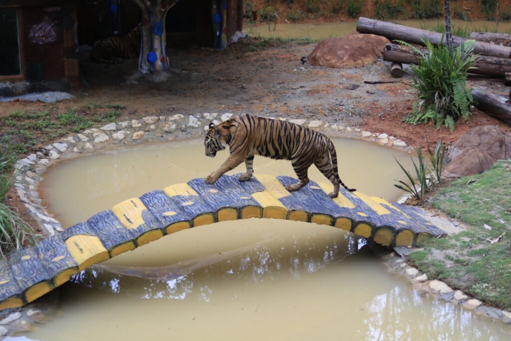 Safari lagoi Tiger